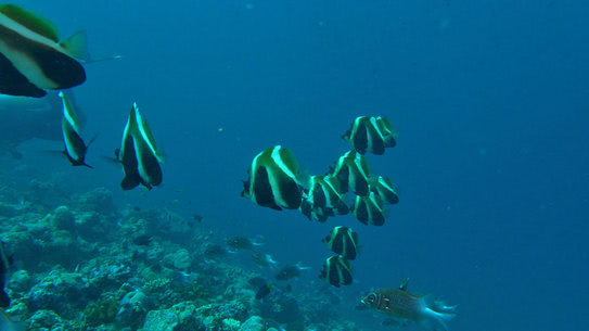 malediven-vilamendhoo-tauchen-03