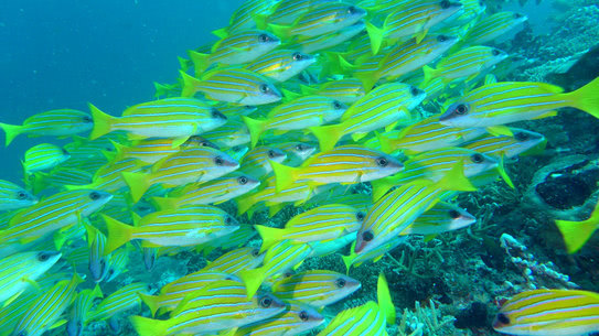 malediven-vilamendhoo-tauchen-13