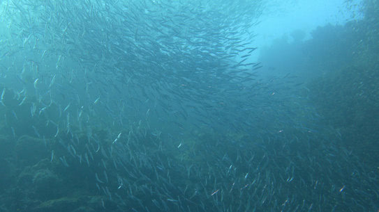 malediven-vilamendhoo-tauchen-17