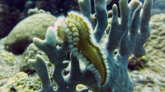 bonaire-bart-feuerborstenwurm-petries-pillar