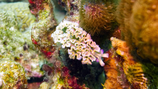 bonaire-blumenkohl-sackzungenschnecke-petries-pillar-2020