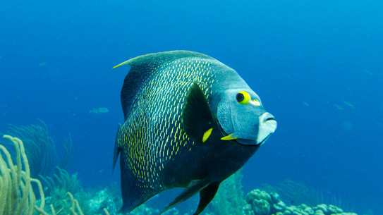 bonaire-franzosen-kaiserfisch-country-garden