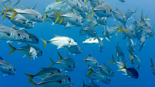 bonaire-gelbschwanzmakrele-buddy-reef