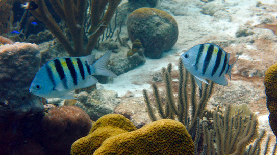 bonaire-gestreifter-sergeant-bachelors-beach