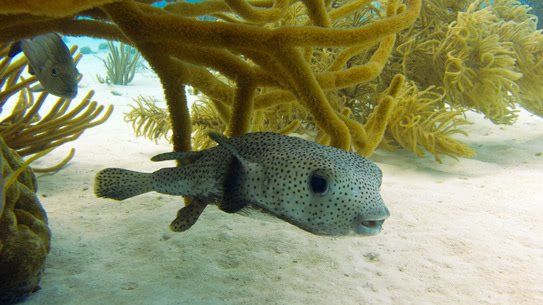 bonaire-igelfisch-bonaventura