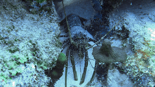 bonaire-karibik-languste-oil-slick-leap