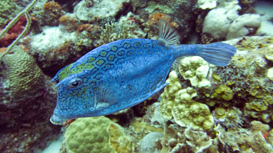 bonaire-kofferfisch-country-garden