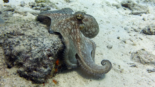 bonaire-oktopus-someting-special