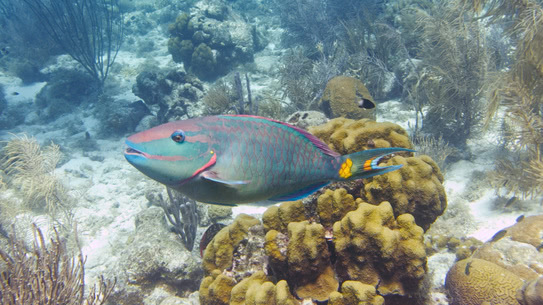 bonaire-papageifisch-angel-city