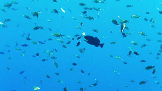 bonaire-riffbarsche-druecker-chromis-forrest