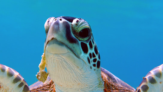 bonaire-schildkroete-kopf-salt-pier-2020