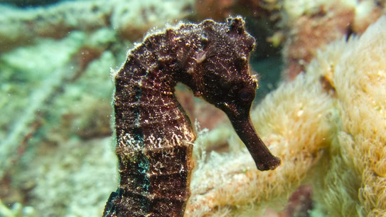 bonaire-seepferdchen-kopf-bachelors-beach