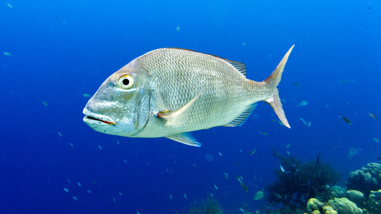 bonaire-silber-grunzer-buddys-reef