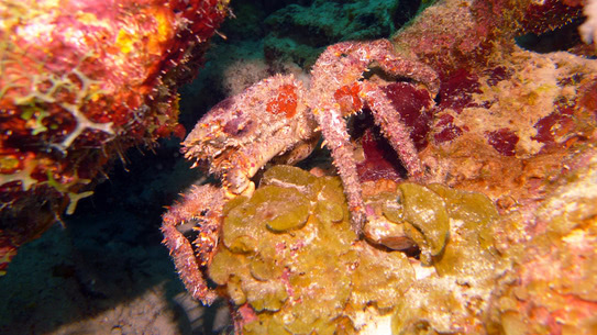 bonaire-spinnenkrabbe-bonaventura