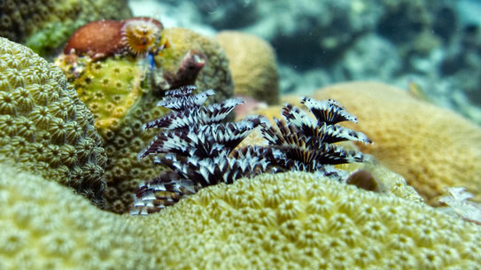 bonaire-spiralroehrenwurm-bacherlors-beach