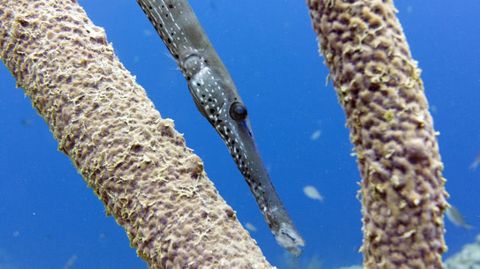 bonaire-trompetenfisch-buddys-reef