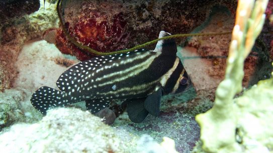 bonaire-tuepfel-ritterfisch-margate-bay