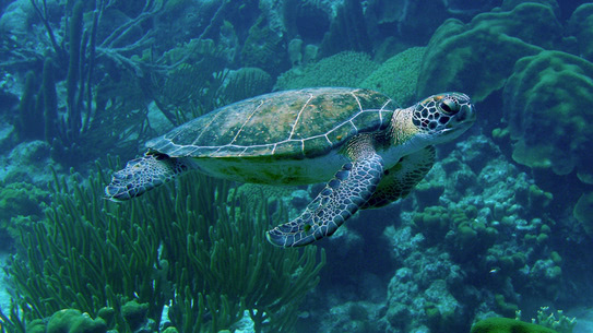 bonaire-turtle-1000-steps-2020