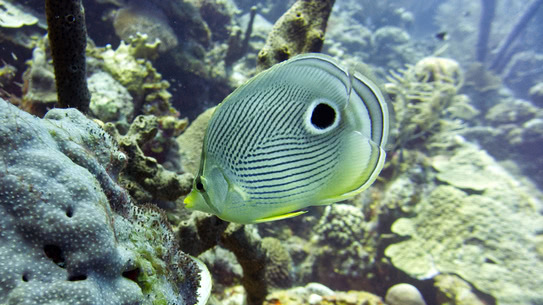 bonaire-vieraugen-schmetterlingsfisch-rappel