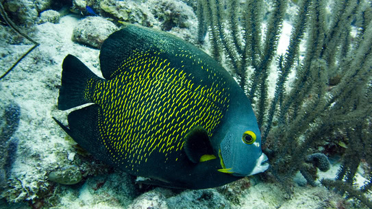 curacao-eel-valley-franzosen-kaiserfisch