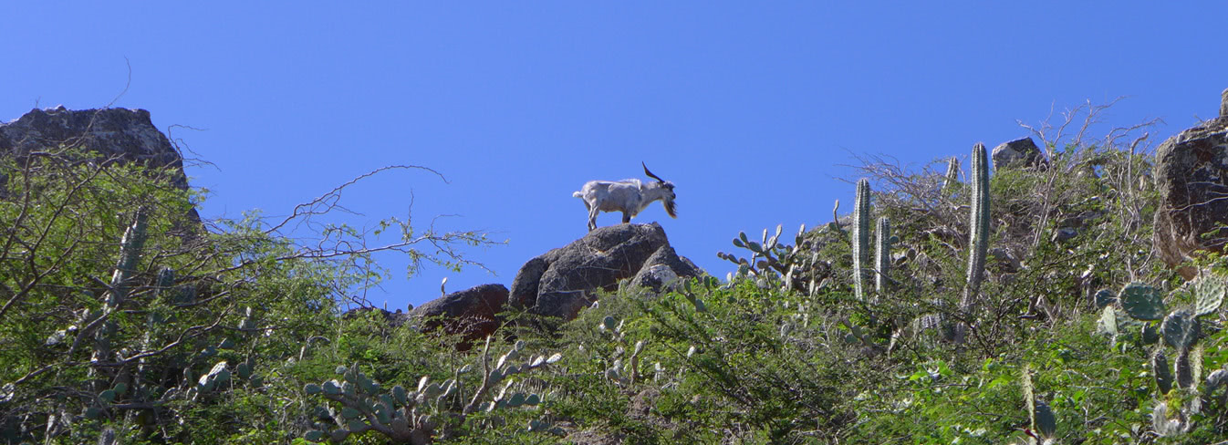 Aruba während der Hurrikan Saison