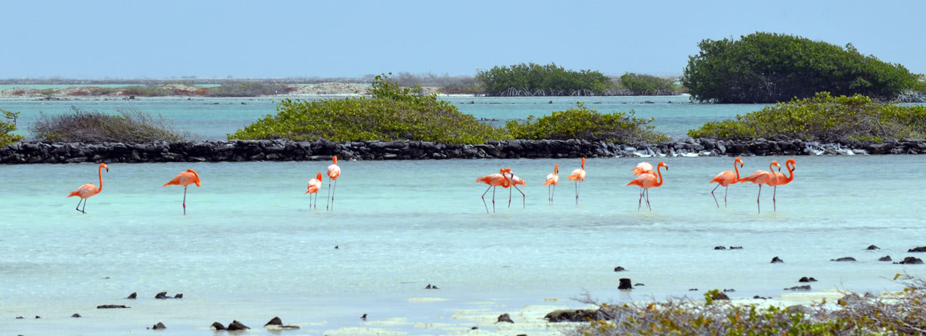 Bonaire Süd – Flamingos für Fortgeschrittene
