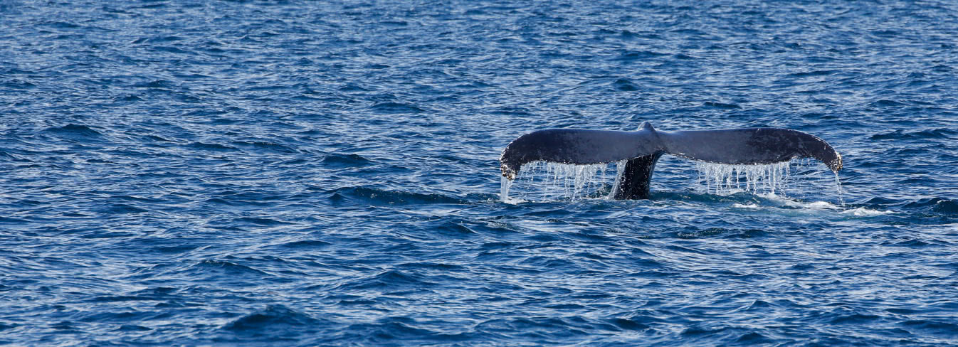 Whale watching Samaná - Dominikanische Republik