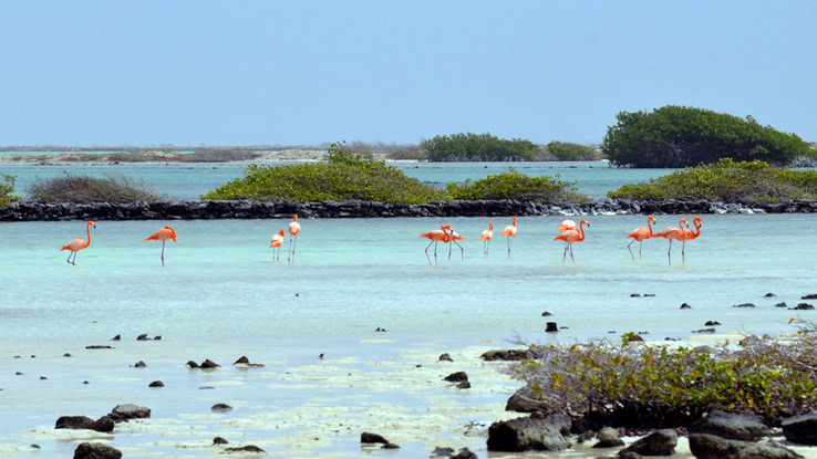 Bonaire Süd – Flamingos für Fortgeschrittene