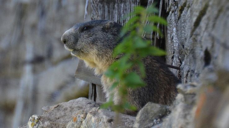 Eine tierische Alpensaison 2016