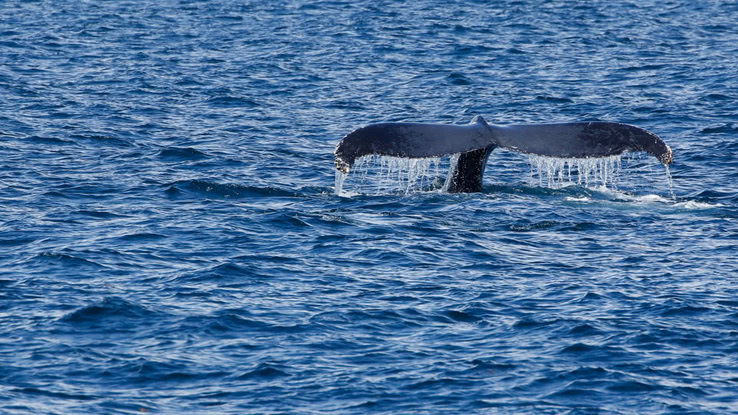 Whale watching Samaná - Dominikanische Republik