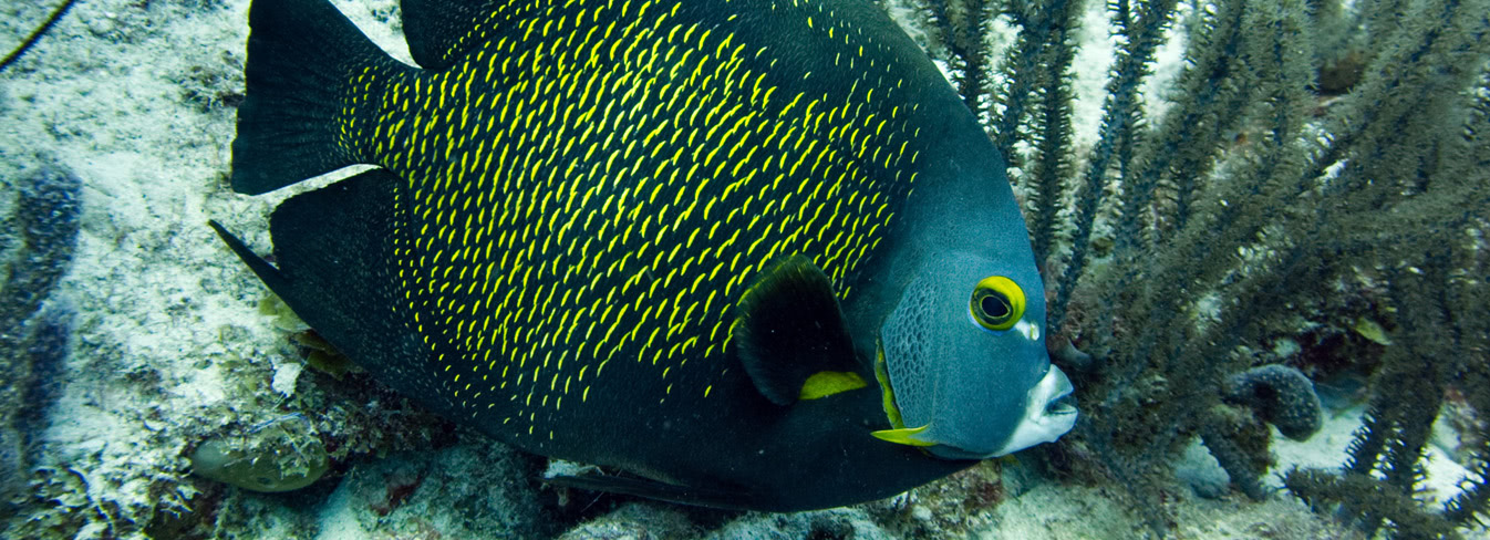 Unsere liebsten Unterwasserfotos von Curaçao