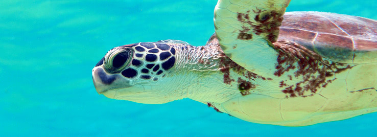 Unsere liebsten Unterwasserfotos von Bonaire