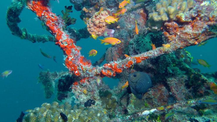 Traumhafte Unter­wasserwelt auf den Malediven - Vilamendoo